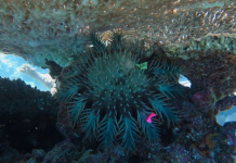 Como estrelas do mar coroa de espinhos se locomovem