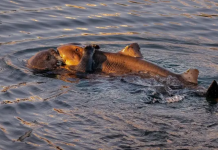 Lontra marinha é flagrada tentando comer um tubarão-chifre