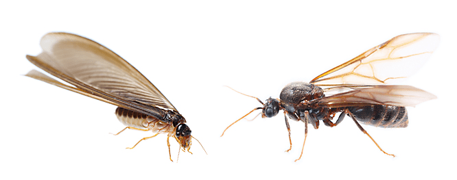 10 fatos sobre Formigas voadoras