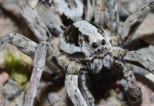Enorme aranha supostamente extinta na Grã-Bretanha é encontrada
