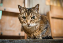 Catedral celebra serviço memorial para gato