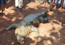 Aldeia de Chhattisgarh realiza funeral para crocodilo