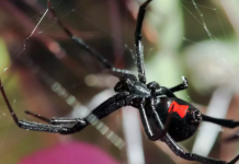 A picada de uma aranha viúva negra pode matar você?