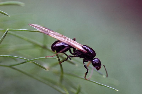 10 fatos sobre Formigas voadoras