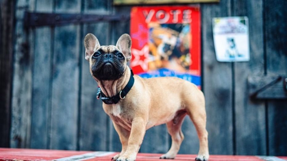 Prefeito de Bulldog Eleito na Corrida de Cidade Pequena
