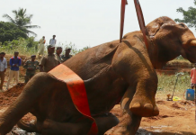 Elefante preso em poço indiano resgatado em operação de guindaste de 12 horas