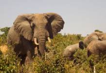 Não despreze: fazer papel com esterco de elefante