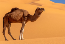 Camelos do deserto inspiram uma nova tecnologia de resfriamento