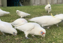 Mudando o comportamento dos pássaros