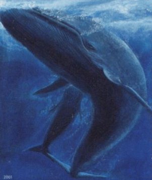 Os maiores animais de todos os tempos: 5 gigantes do oceano