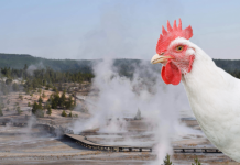Homens banidos de Yellowstone por causa de frango