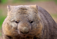 Mordidas de amor em vagabundos peludos: vida sexual de wombats revelada