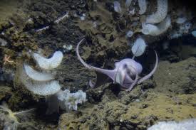 Uma viagem de geologia do fundo do mar levou pesquisadores a um viveiro de polvos