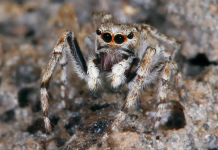 Specieswatch: parque temático não oferece passeio divertido para aranha saltadora