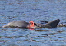 Animais ameaçados de extinção ficam emaranhados em plásticos que criam os oceanos dos EUA