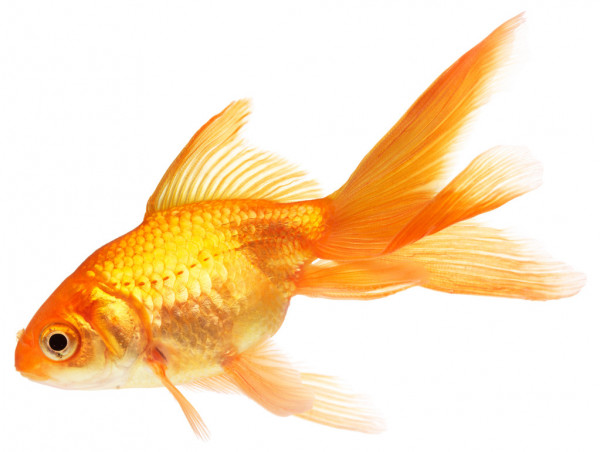 Você que a memória do seu peixe dourado dura mais de três segundos?