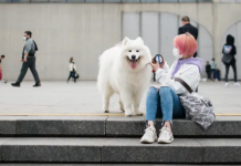 Condado chinês reconsidera ameaça de proibição de passeio com cães