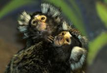 Estranhamente, os macacos continuam domesticando-se