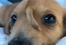 Conheça NARWHAL, O Cachorro “Unicórnio”
