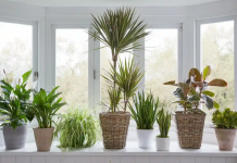 Uma flor tão sensível: as plantas realmente têm personalidade?