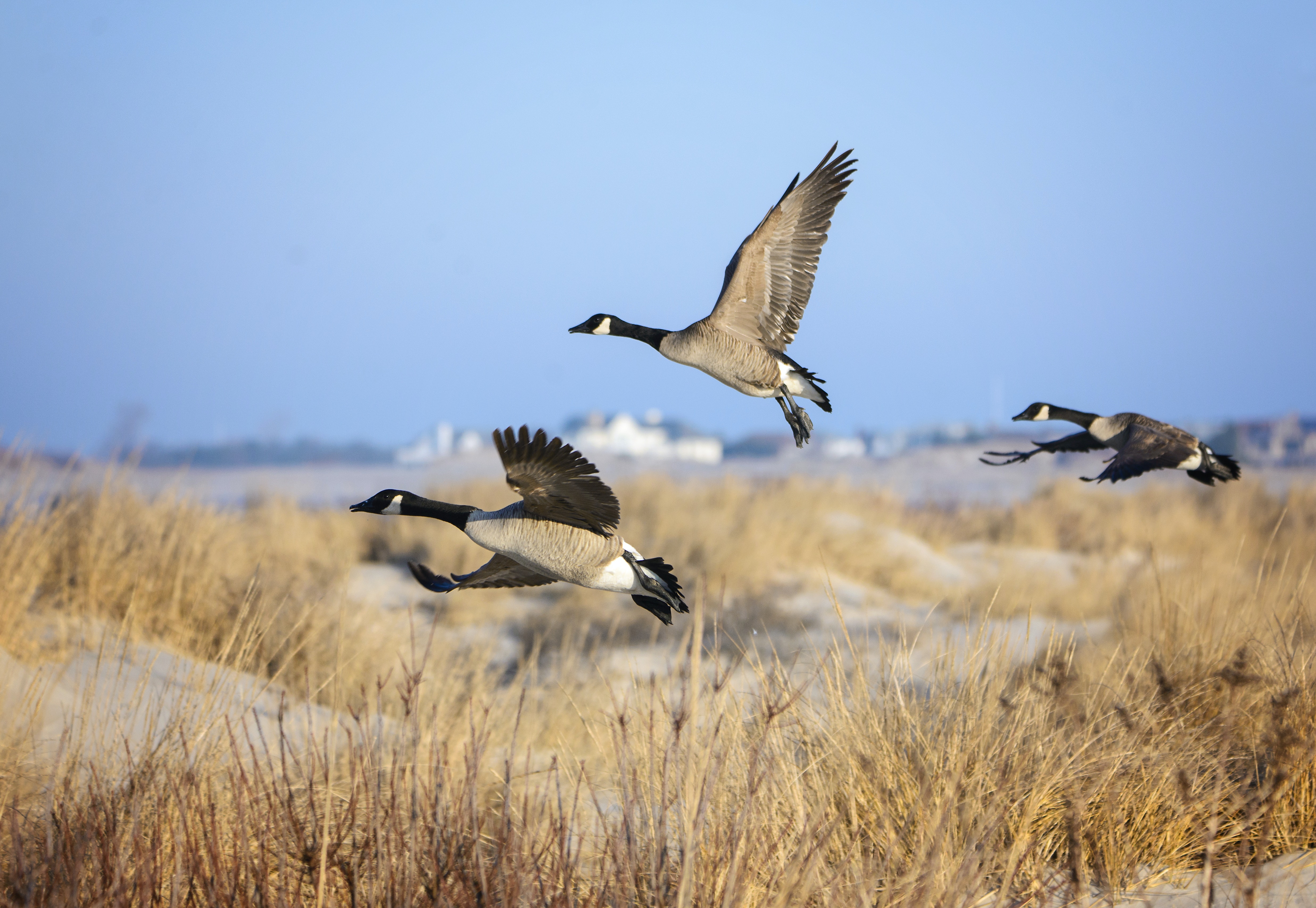 Como os gansos sabem voar para o sul no inverno?