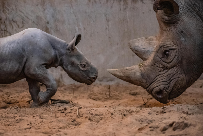 Alegria como rinoceronte bebê raro nascido no Zoológico de Chester