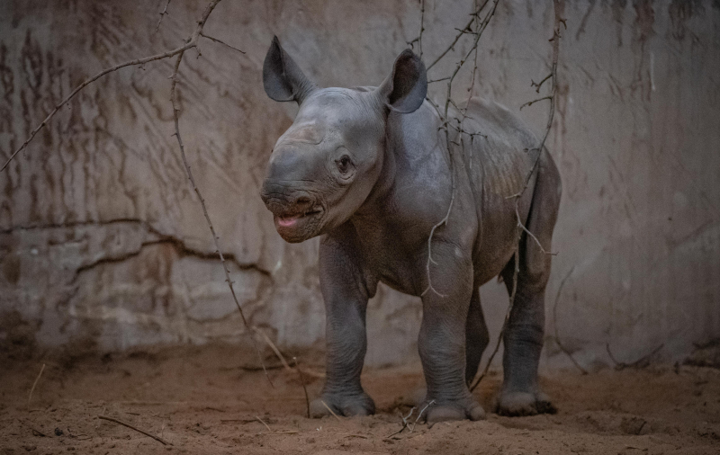Alegria como rinoceronte bebê raro nascido no Zoológico de Chester