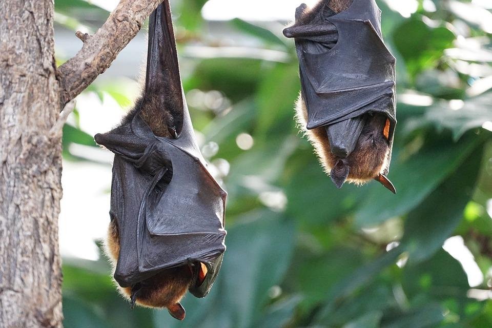 Morcegos fêmeas regurgitam jantares sangrentos para suas amigas famintas
