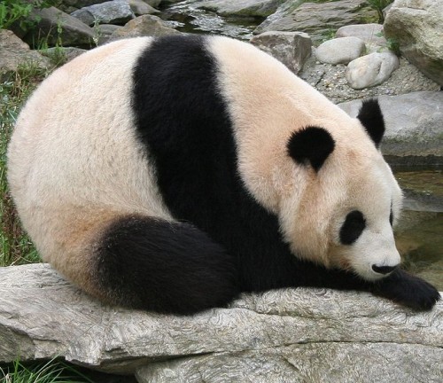 Você conhece os Pandas Gigantes?