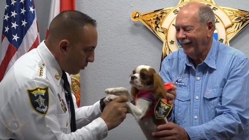 Cachorro Resgatado das Mandíbulas de Jacaré torna-se Delegado do Xerife