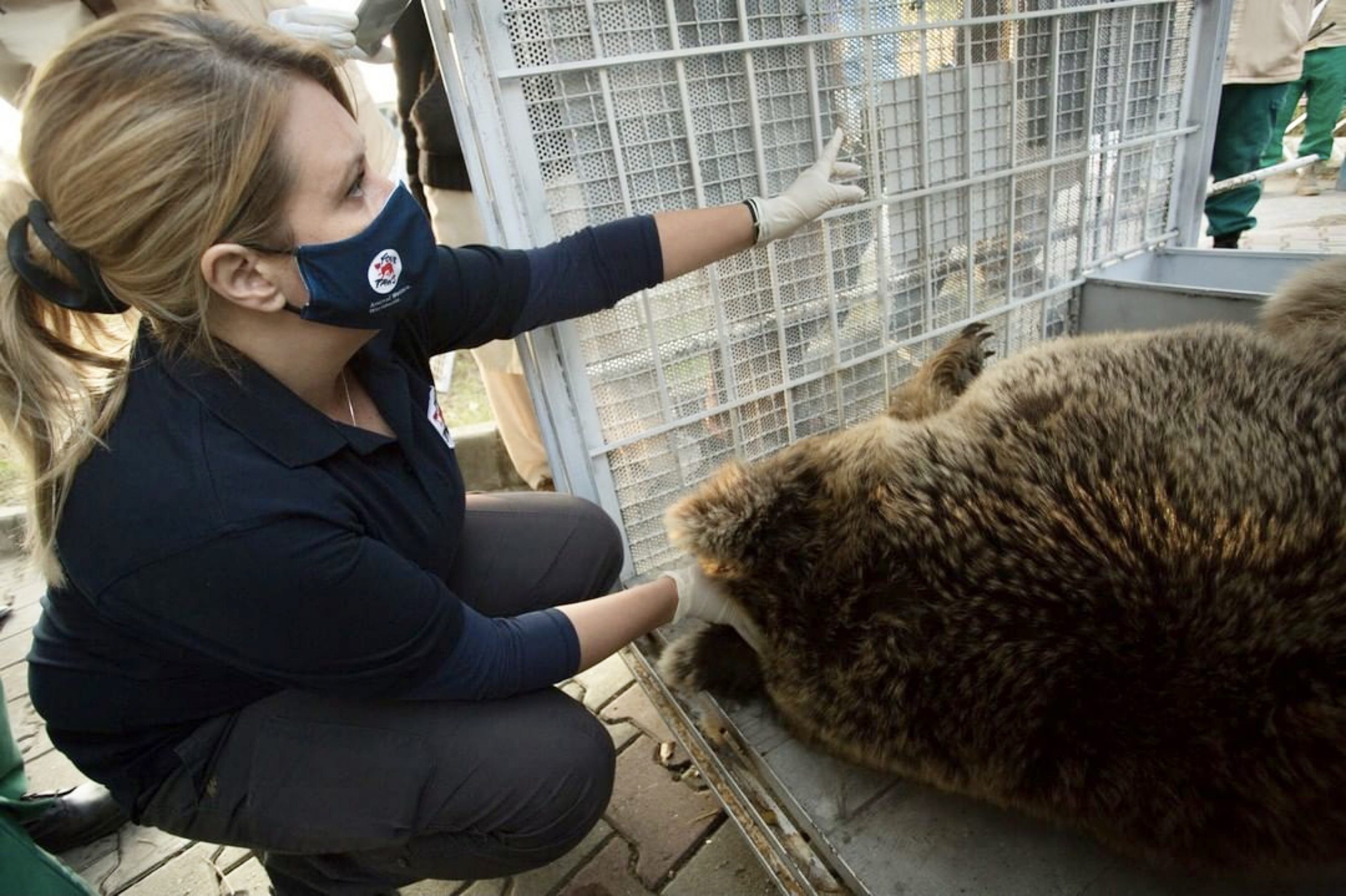 Urso é resgatado do zoológico de Marghazar  e transferido para a Jordânia
