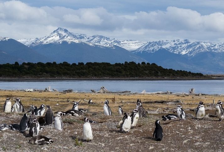 O mistério dos pinguins mais solitários do mundo