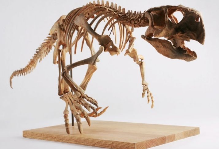 Fóssil encontrado sugere que dinossauros eram atraídos pelos companheiros pelo cheiro